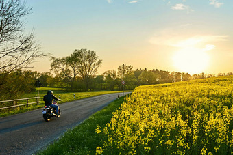 Idyllische Landschaft mit Motorradfahrer auf Straße neben gelbem Blütenfeld, Sonnenuntergang und Bäumen im Hintergrund.